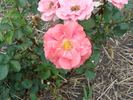 B3604 rose photo
