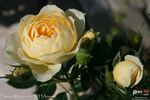 Sweet Memories rose photo