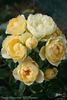 Sweet Memories rose photo