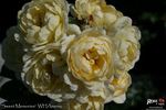 Sweet Memories rose photo