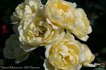 Sweet Memories rose photo