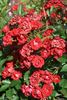 Maréchal Foch rose photo