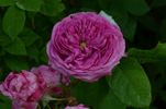 Gaspard Monge rose photo