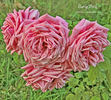 Curly Pink rose photo