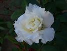 Bianca rose photo