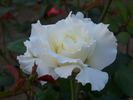 Bianca rose photo