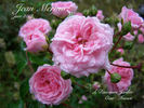 Jean Mermoz rose photo