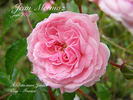Jean Mermoz rose photo