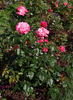 Atlas ® rose photo