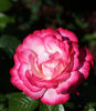 Atlas ® rose photo