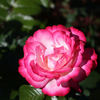 Atlas ® rose photo