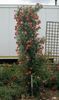 Apricot Midinette rose photo