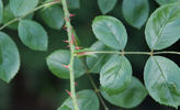 Bengali rose photo