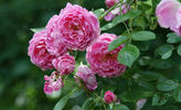 Bengali rose photo