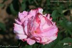 Perle des Panachées rose photo
