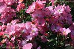 Phlox Meidiland rose photo