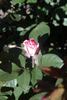 Colchester Beauty rose photo