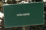 Cora Marie rose photo
