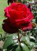 Cora Marie rose photo