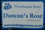 Duncan's Rose rose photo