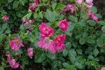 Duncan's Rose rose photo