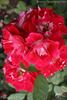 Pirouette rose photo