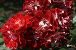 Pirouette rose photo