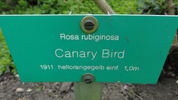 Canary Bird rose photo