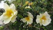 Canary Bird rose photo