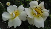 Canary Bird rose photo