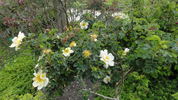 Canary Bird rose photo