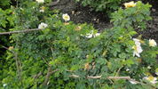 Canary Bird rose photo