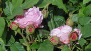 Souvenir de McKinley rose photo