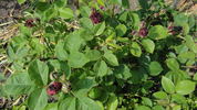 Fisher and Holmes rose photo