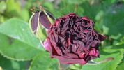Fisher and Holmes rose photo