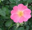 90-69 rose photo