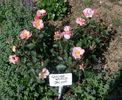 JACpat rose photo