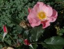 JACpat rose photo