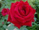 JAColman rose photo