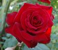 JAColman rose photo
