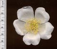 90-78 rose photo
