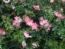 88-3A rose photo