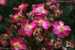 Professeur Christian Cabrol ® rose photo