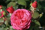 Rosamunde Pilcher rose photo