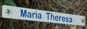 Maria Theresa rose photo