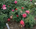 Maria Theresa rose photo