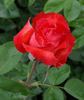 Maria Theresa rose photo