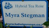 Myra Stegman rose photo
