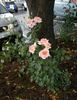 Myra Stegman rose photo