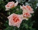 Myra Stegman rose photo